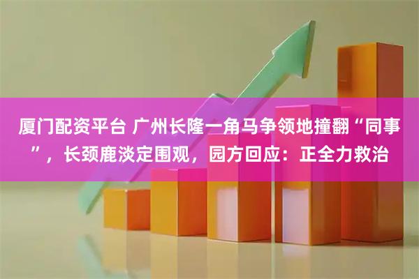厦门配资平台 广州长隆一角马争领地撞翻“同事”，长颈鹿淡定围观，园方回应：正全力救治